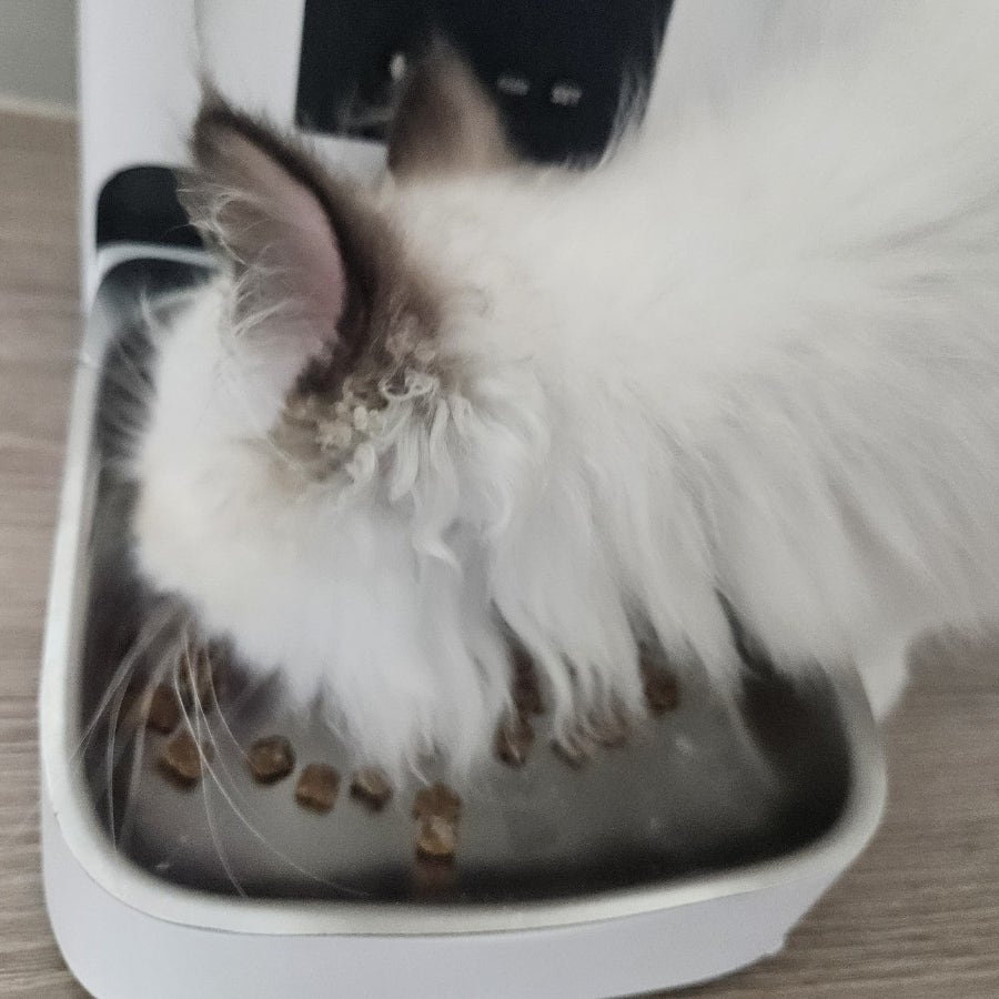 고양이 엘라이신 추천｜프롬 포뮬러 엘라이신 한 달 급여 솔직 후기🐱✨