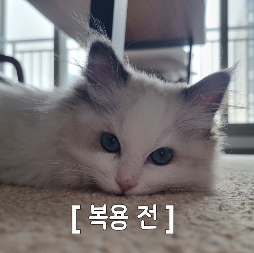 고양이 엘라이신 추천｜프롬 포뮬러 엘라이신 한 달 급여 솔직 후기🐱✨