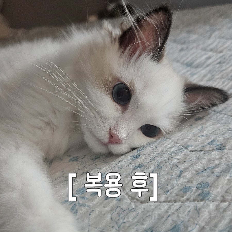 고양이 엘라이신 추천｜프롬 포뮬러 엘라이신 한 달 급여 솔직 후기🐱✨