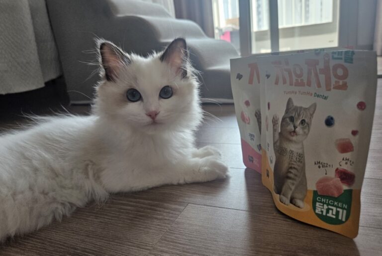 5개월 아기 고양이 치아관리｜저요 저요 덴탈 간식 내돈내산 후기🐱✨