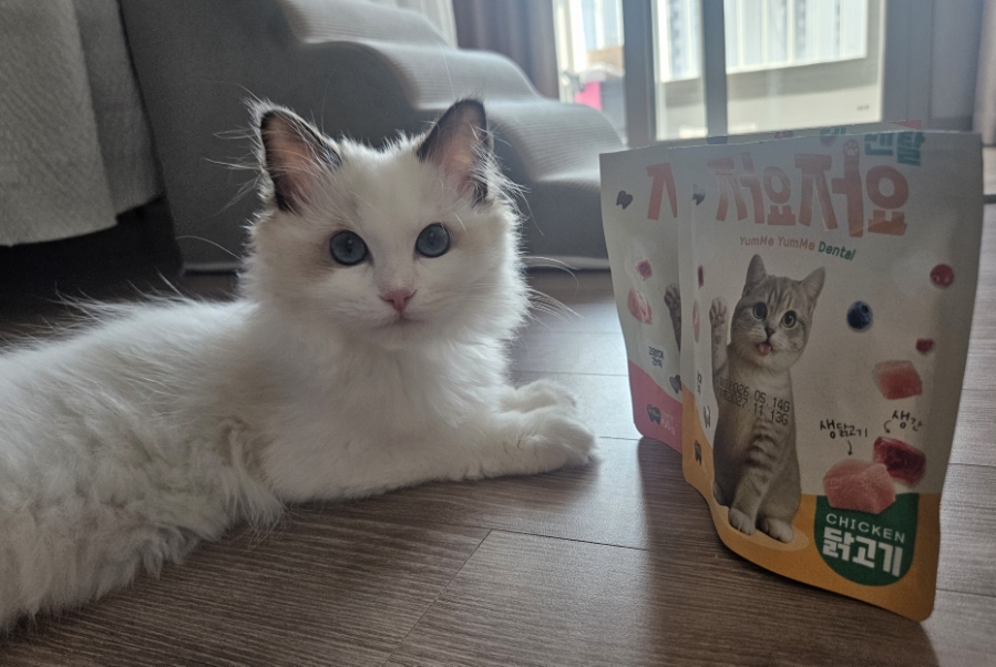 5개월 아기 고양이 치아관리｜저요 저요 덴탈 간식 내돈내산 후기🐱✨