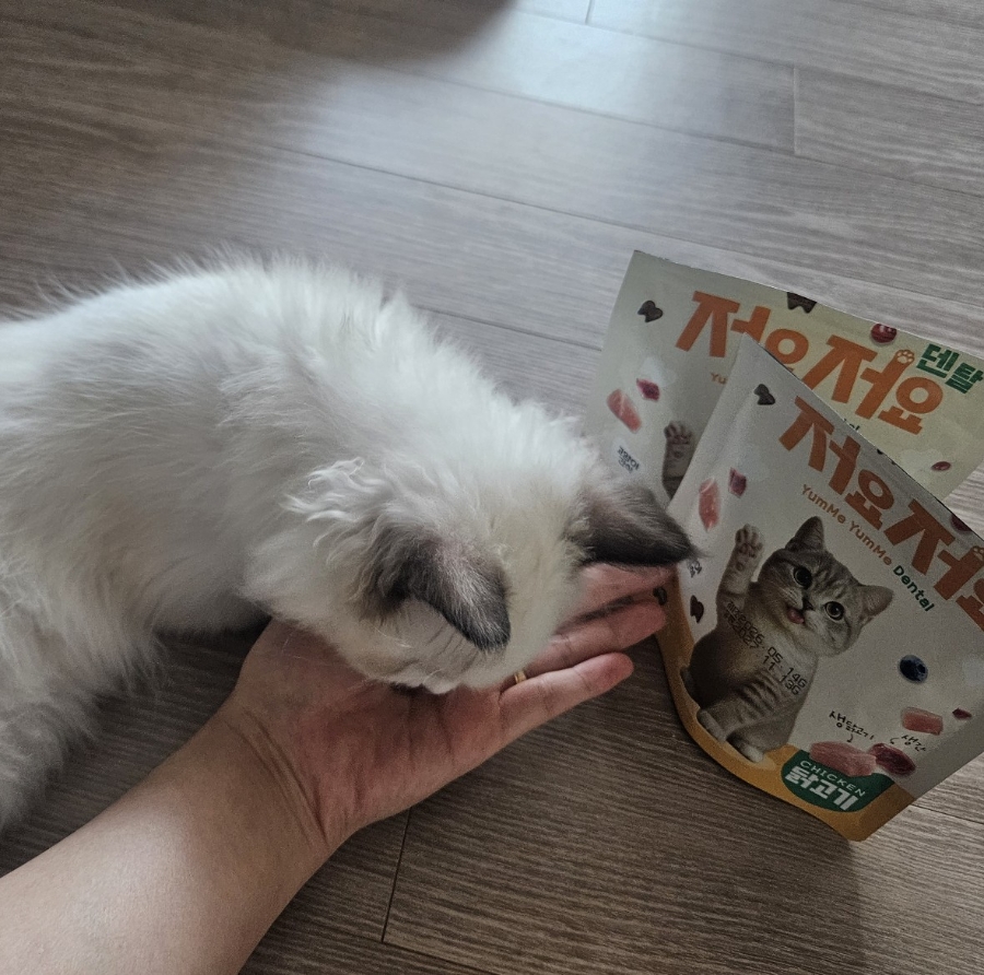 5개월 아기 고양이 치아관리｜저요 저요 덴탈 간식 내돈내산 후기🐱✨