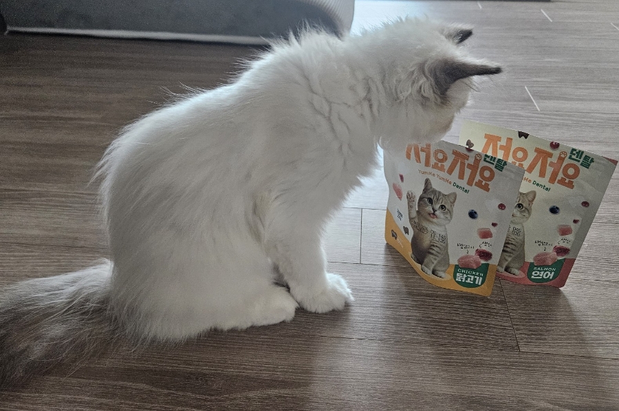 5개월 아기 고양이 치아관리｜저요 저요 덴탈 간식 내돈내산 후기🐱✨