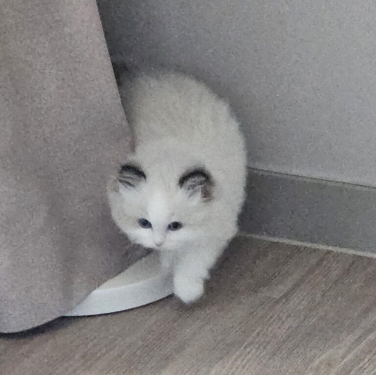 랙돌 고양이 입양 후기｜유산과 시험관 실패 후 우리 가족이 된 '보리'