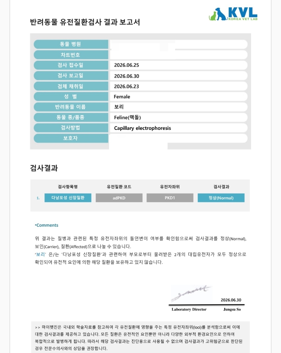 랙돌 고양이 입양 후기｜유산과 시험관 실패 후 우리 가족이 된 '보리'