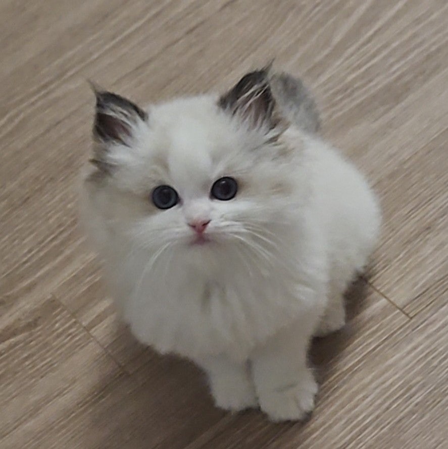랙돌 고양이 입양 후기｜유산과 시험관 실패 후 우리 가족이 된 '보리'