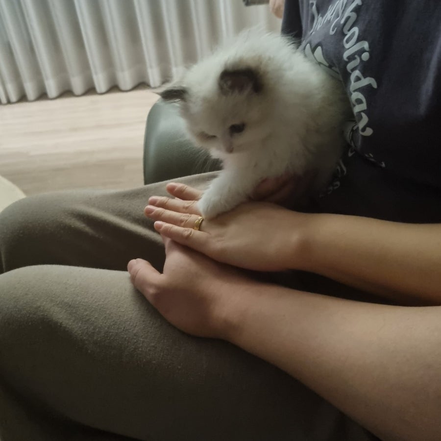 랙돌 고양이 입양 후기｜유산과 시험관 실패 후 우리 가족이 된 '보리'
