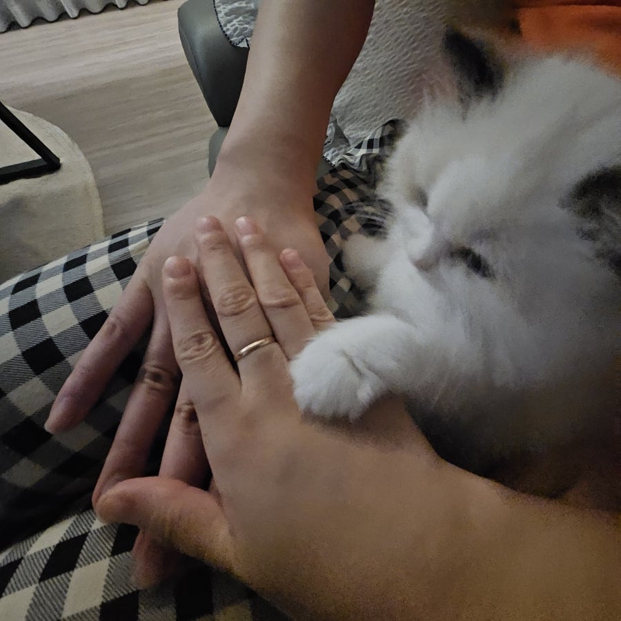 랙돌 고양이 입양 후기｜유산과 시험관 실패 후 우리 가족이 된 '보리'