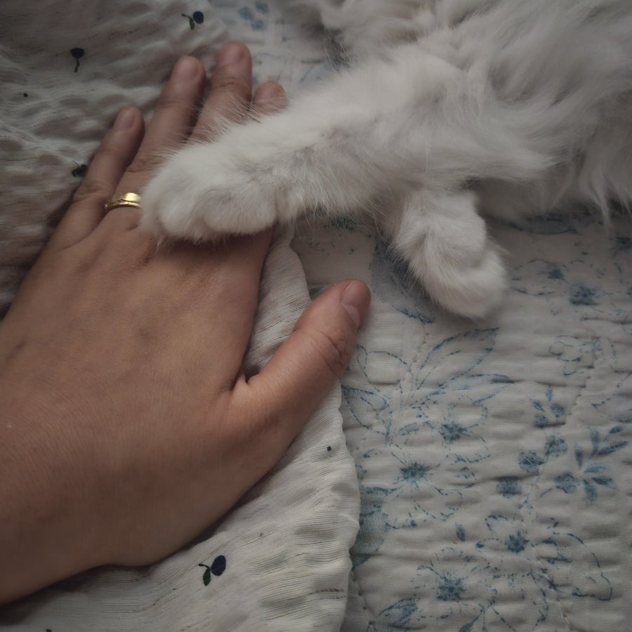랙돌 고양이 입양 후기｜유산과 시험관 실패 후 우리 가족이 된 '보리'