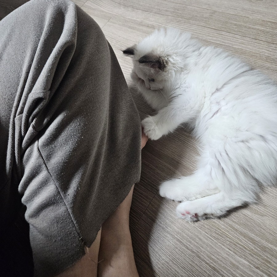 랙돌 고양이 입양 후기｜유산과 시험관 실패 후 우리 가족이 된 '보리'