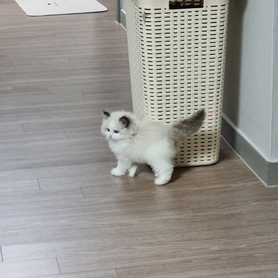 랙돌 고양이 입양 후기｜유산과 시험관 실패 후 우리 가족이 된 '보리'