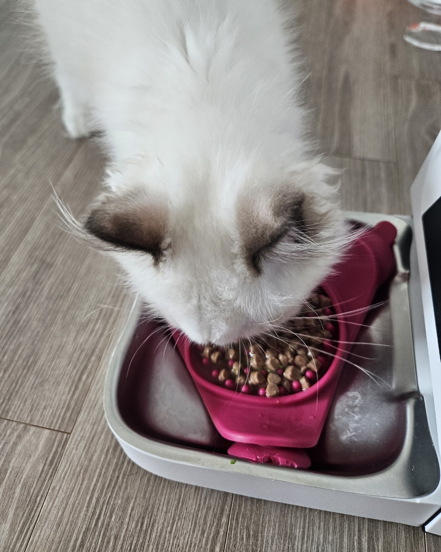 고양이 영양제 추천｜레시피 브이 뉴트리 헬스 내돈내산 솔직 후기 🐱✨