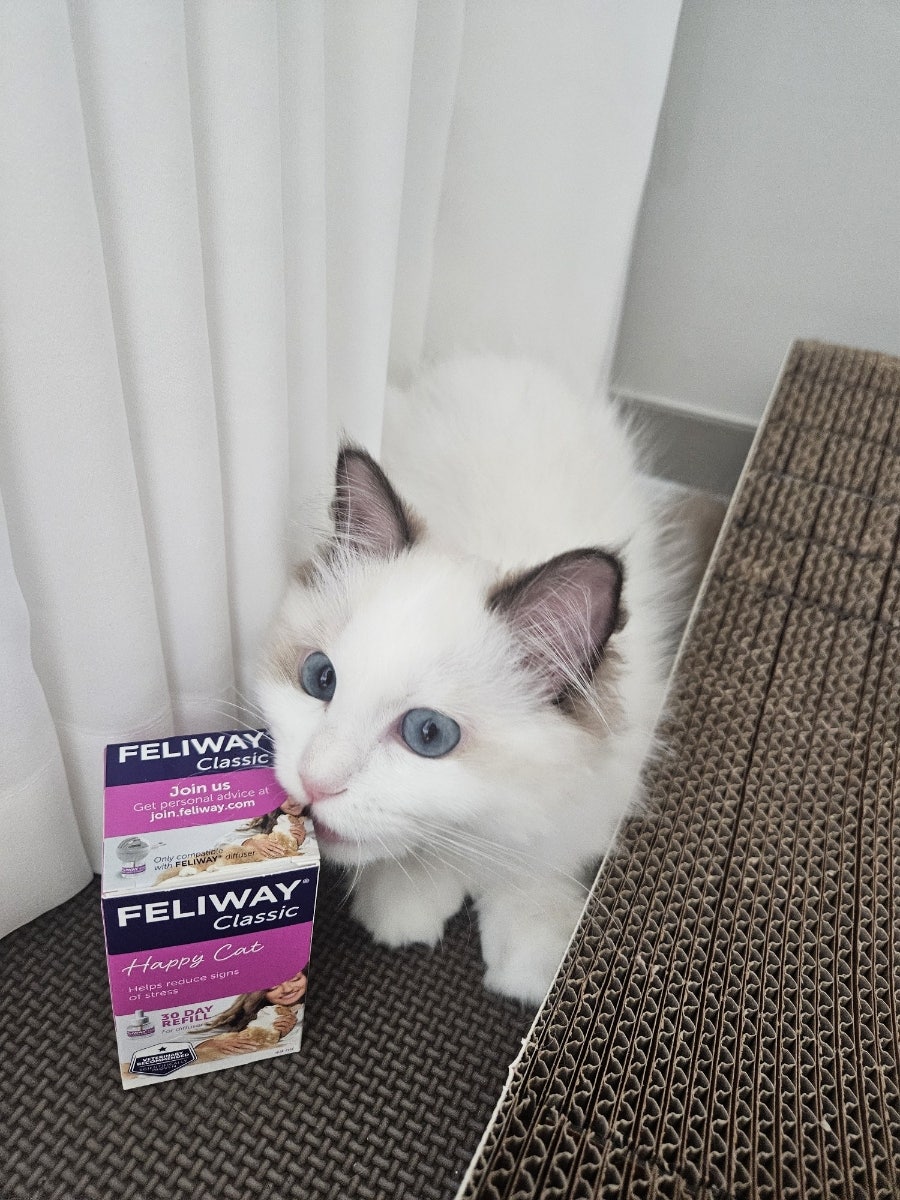 고양이 페로몬 추천｜펠리웨이 클래식 효과 후기, 내돈내산 솔직 리뷰✨
