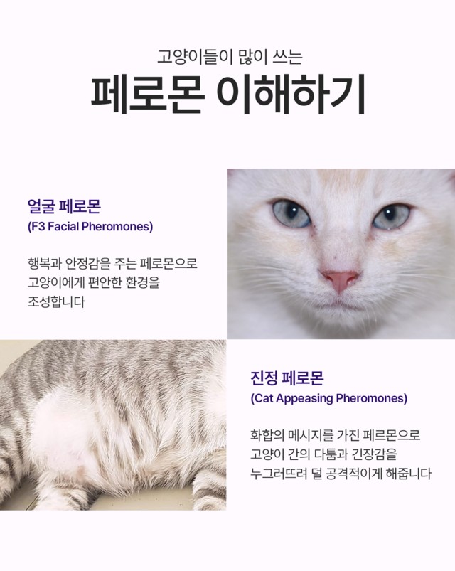 출처: FELIWAY Classic