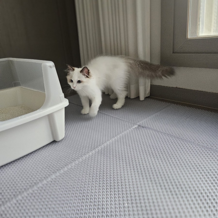고양이 모래 매트 추천｜카사바 모래 사막화 해결! 냥쌤 모래 매트 캐치 투명 [ 내돈내산 후기 ]