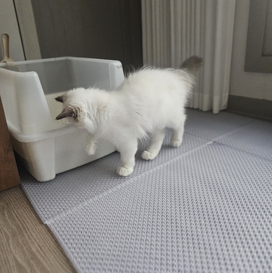 고양이 모래 매트 추천｜카사바 모래 사막화 해결! 냥쌤 모래 매트 캐치 투명 [ 내돈내산 후기 ]
