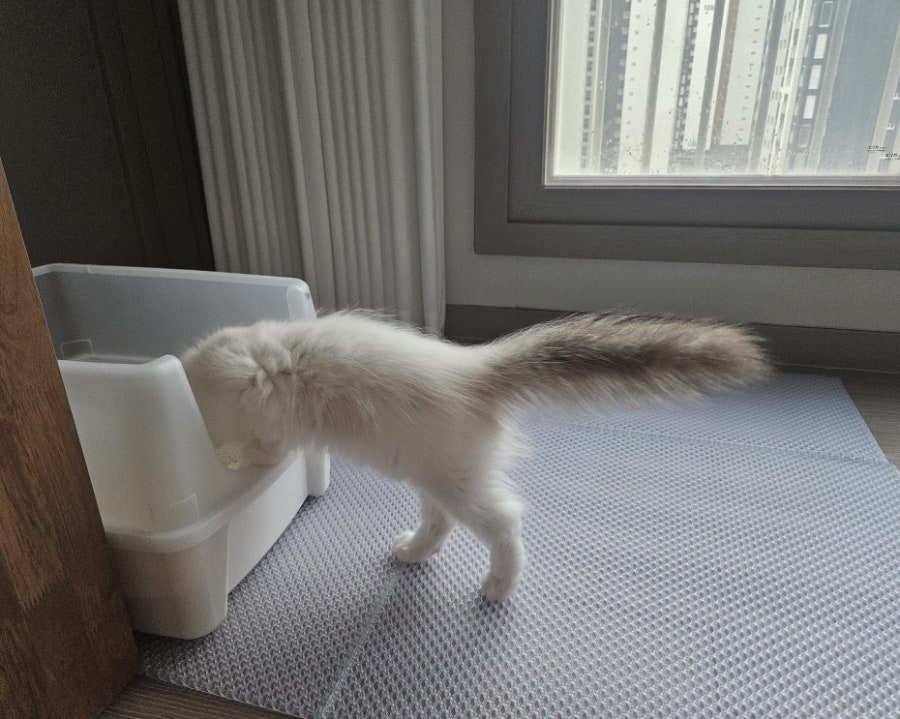 고양이 모래 매트 추천｜카사바 모래 사막화 해결! 냥쌤 모래 매트 캐치 투명 [ 내돈내산 후기 ]