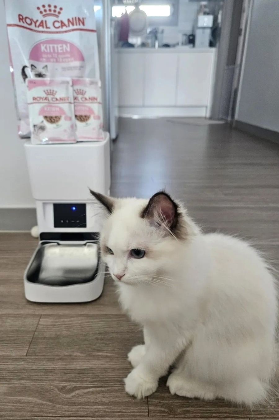 로얄캐닌 고양이 무료사료 샘플 신청 방법｜5개월 렉돌 보리도 잘 먹은 사료후기