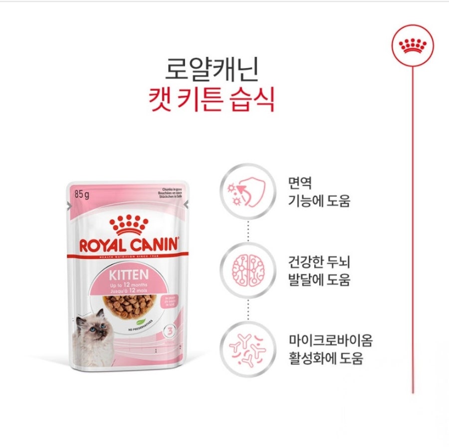 로얄캐닌 고양이 무료사료 샘플 신청 방법｜5개월 렉돌 보리도 잘 먹은 사료후기