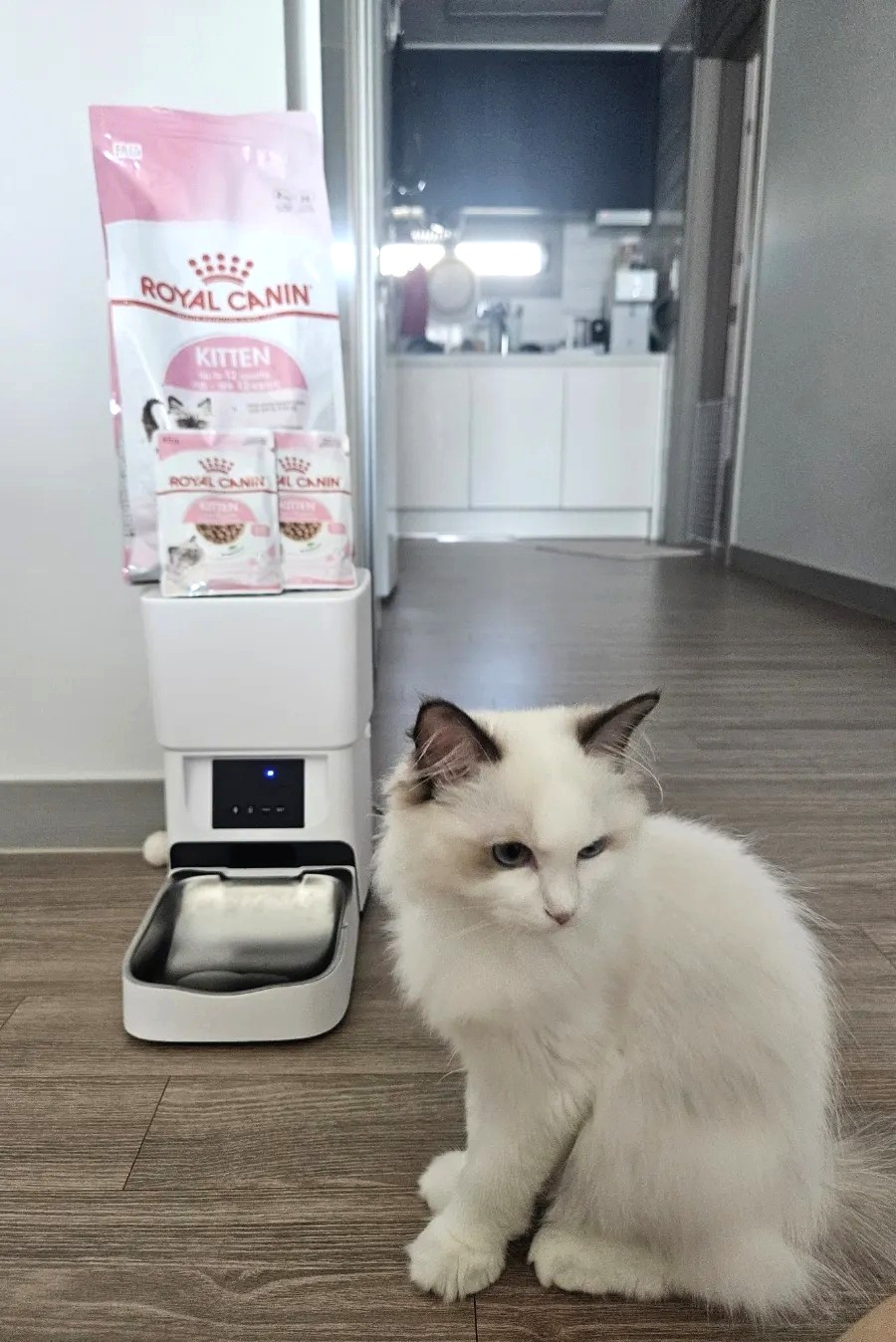 로얄캐닌 고양이 무료사료 샘플 신청 방법｜5개월 렉돌 보리도 잘 먹은 사료후기
