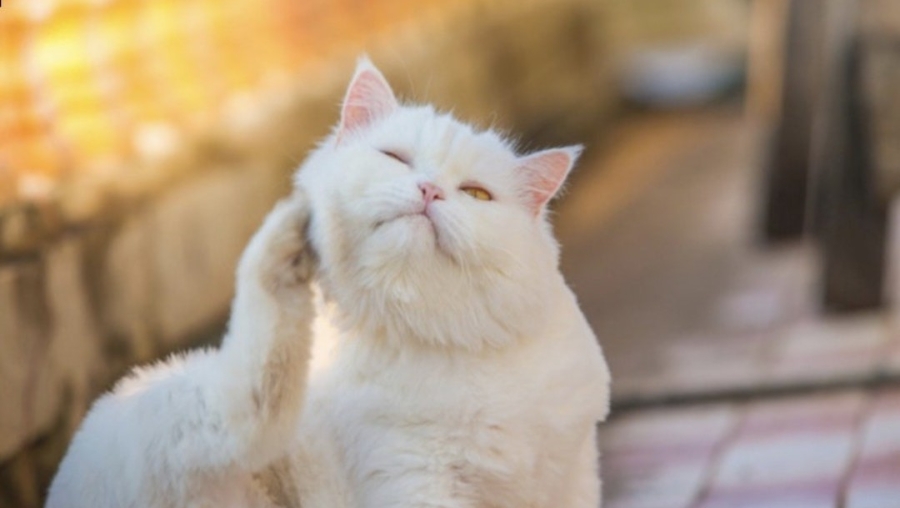고양이 귀청소 꼭 해야 할까?