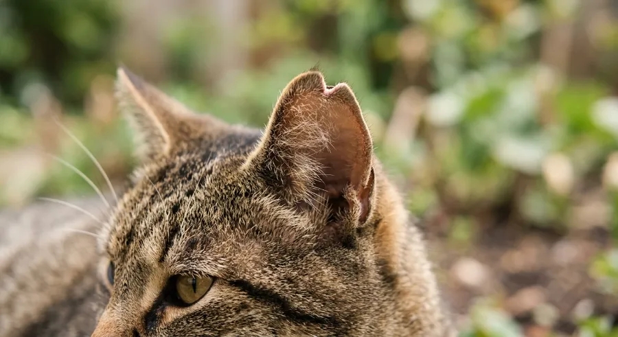 TNR 처음 시작하는 분들을 위한 길고양이 중성화 후기와 신청 꿀팁 총정리