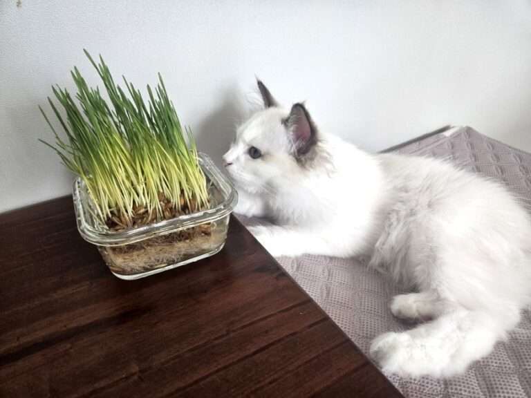 🌱 고양이 캣그라스 추천! 뮤토 핏 캣그라스(귀리·보리) 솔직 후기｜헤어볼 관리와 기호성까지 만족!