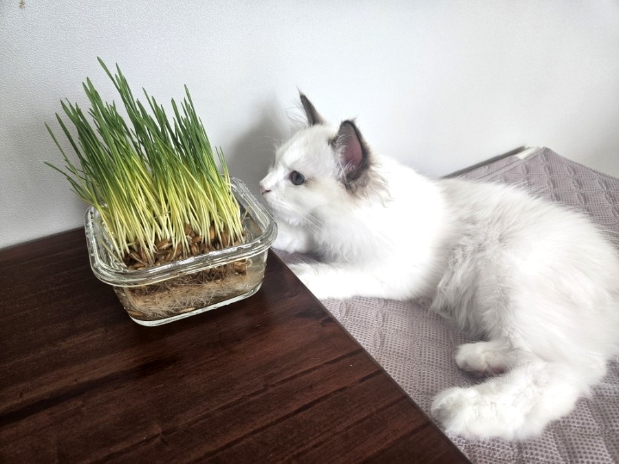 🌱 고양이 캣그라스 추천! 뮤토 핏 캣그라스(귀리·보리) 솔직 후기｜헤어볼 관리와 기호성까지 만족!