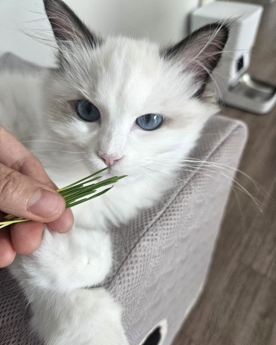🌱 고양이 캣그라스 추천! 뮤토 핏 캣그라스(귀리·보리) 솔직 후기｜헤어볼 관리와 기호성까지 만족!