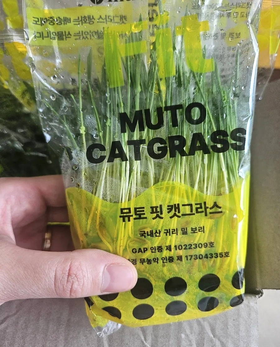 🌱 고양이 캣그라스 추천! 뮤토 핏 캣그라스(귀리·보리) 솔직 후기｜헤어볼 관리와 기호성까지 만족!