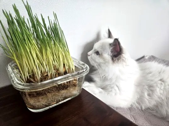 🌱 고양이 캣그라스 추천! 뮤토 핏 캣그라스(귀리·보리) 솔직 후기｜헤어볼 관리와 기호성까지 만족!