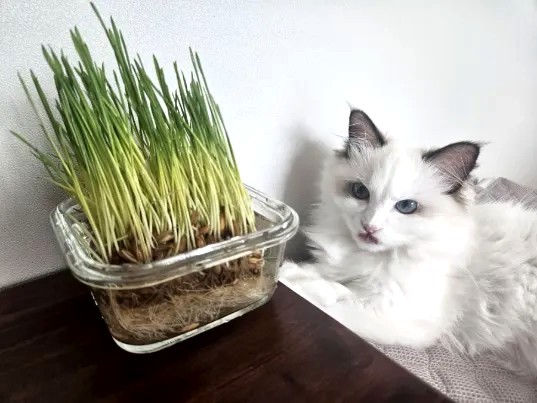 🌱 고양이 캣그라스 추천! 뮤토 핏 캣그라스(귀리·보리) 솔직 후기｜헤어볼 관리와 기호성까지 만족!