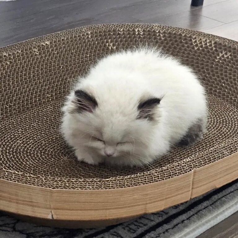 고양이 예방접종 시기 총정리｜렉돌 고양이 실제 접종 후기 + 비용