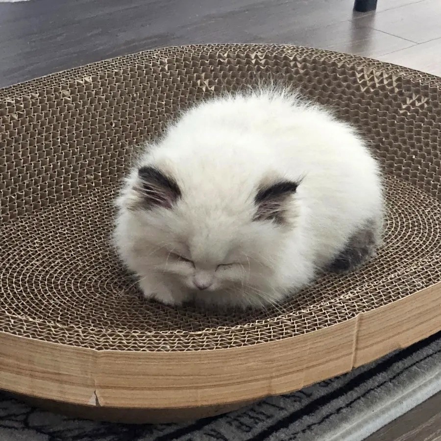 고양이 예방접종 시기 총정리｜렉돌 고양이 실제 접종 후기 + 비용