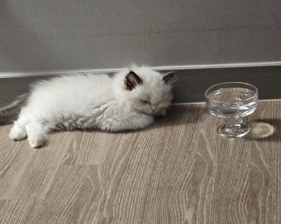 고양이 예방접종 시기 총정리｜렉돌 고양이 실제 접종 후기 + 비용