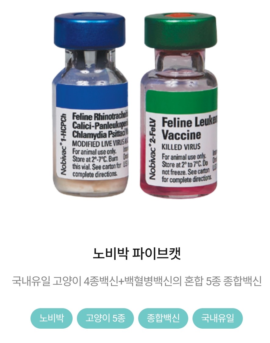 고양이 예방접종 시기 총정리｜렉돌 고양이 실제 접종 후기 + 비용