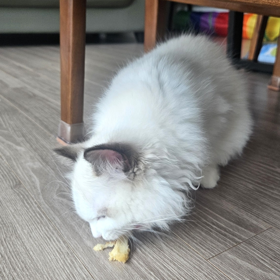 고양이 황태 먹어도 될까? 직접 만들어본 황태 수제간식