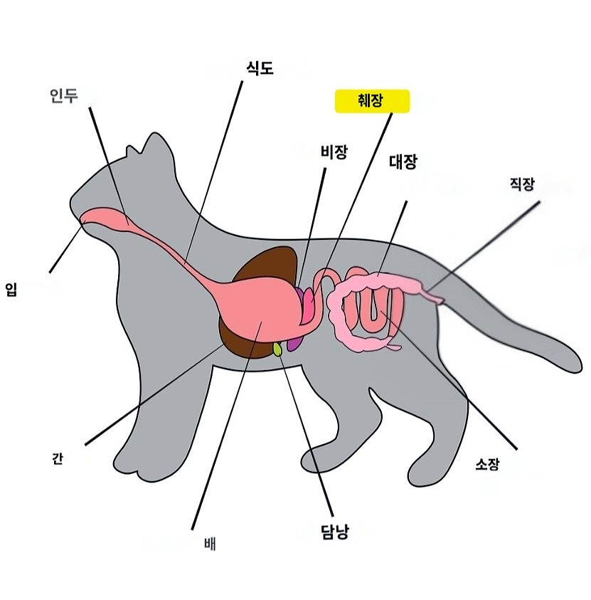 고양이 췌장염 증상, 이것만 놓치면 늦을 수 있어요|초기증상부터 검사·치료과정까지