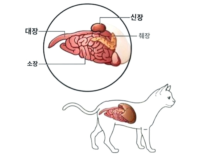 고양이 췌장염 증상, 이것만 놓치면 늦을 수 있어요|초기증상부터 검사·치료과정까지