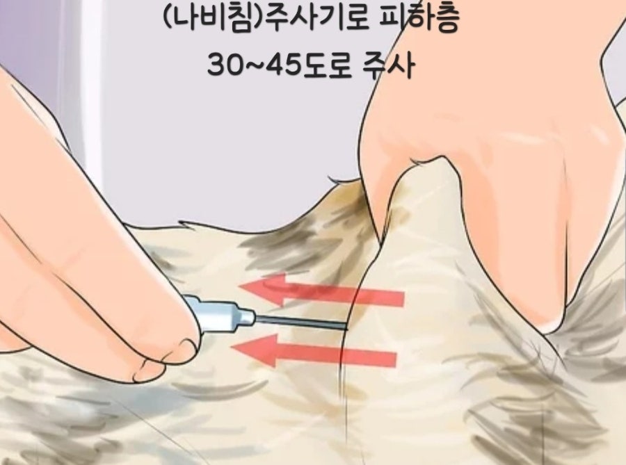 고양이 췌장염 증상, 이것만 놓치면 늦을 수 있어요|초기증상부터 검사·치료과정까지
