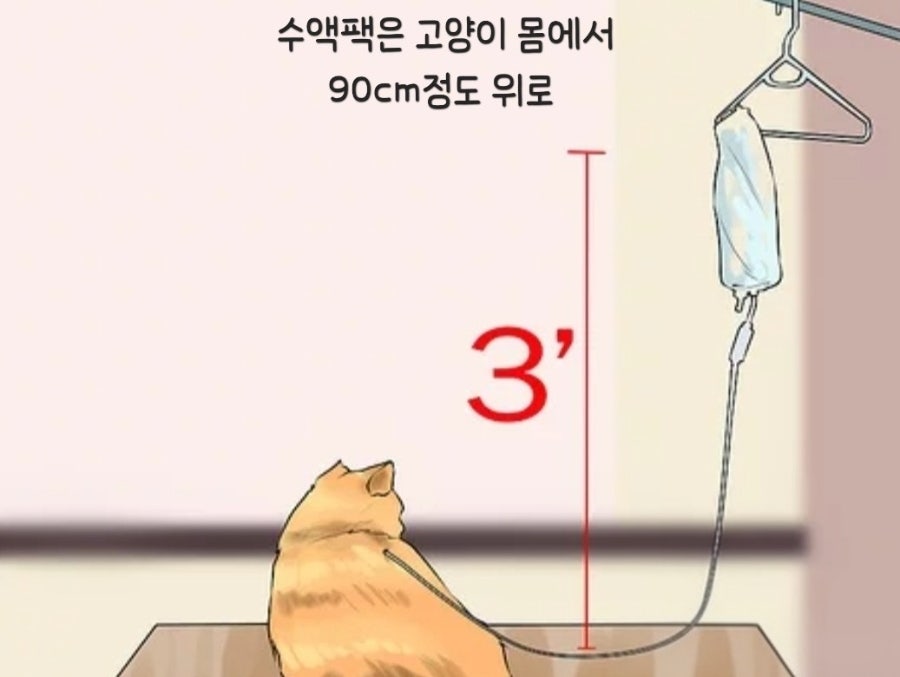 고양이 췌장염 증상, 이것만 놓치면 늦을 수 있어요|초기증상부터 검사·치료과정까지