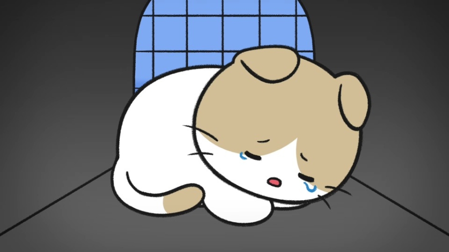 냥줍을 고민하고 있다면? 데려오기 전 꼭 알아둘 마음가짐과 실제 사례 🐱