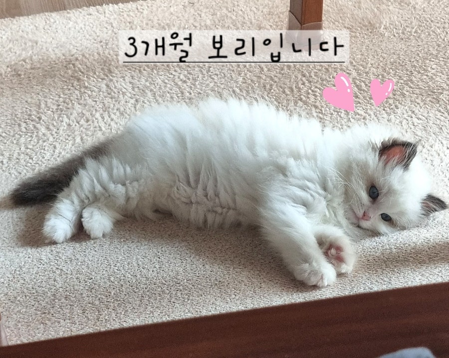 6개월 렉돌 보리 성장일기🐾 2.5kg 폭풍성장 중! 요즘 냥춘기인가요?😹