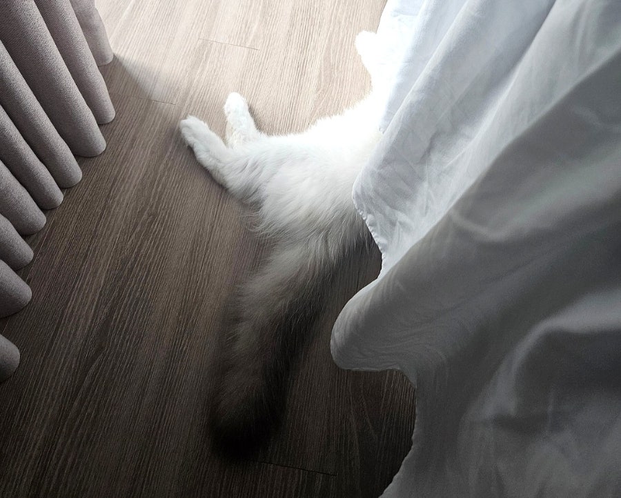 6개월 렉돌 보리 성장일기🐾 2.5kg 폭풍성장 중! 요즘 냥춘기인가요?😹