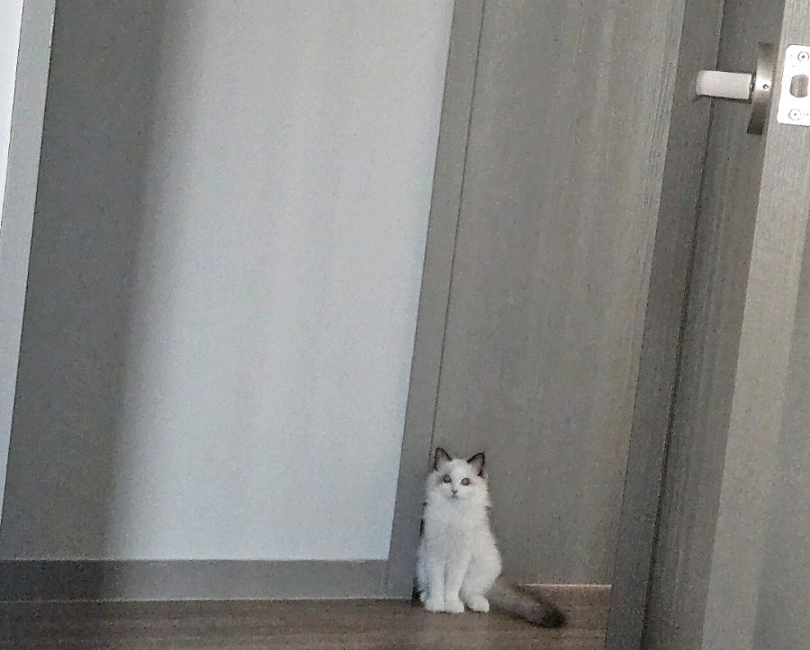 6개월 렉돌 보리 성장일기🐾 2.5kg 폭풍성장 중! 요즘 냥춘기인가요?😹