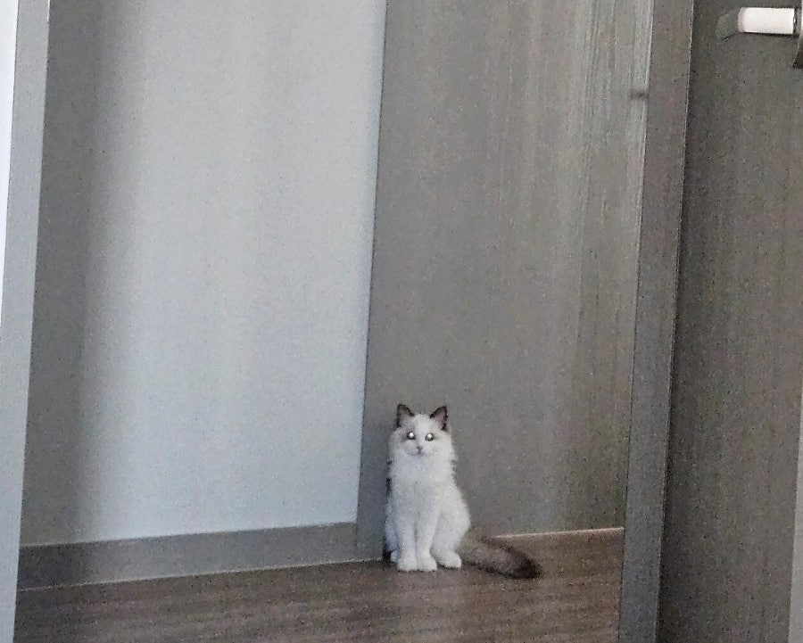 6개월 렉돌 보리 성장일기🐾 2.5kg 폭풍성장 중! 요즘 냥춘기인가요?😹
