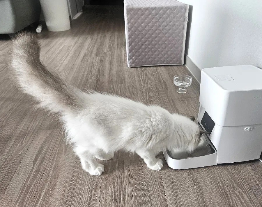 6개월 렉돌 보리 성장일기🐾 2.5kg 폭풍성장 중! 요즘 냥춘기인가요?😹