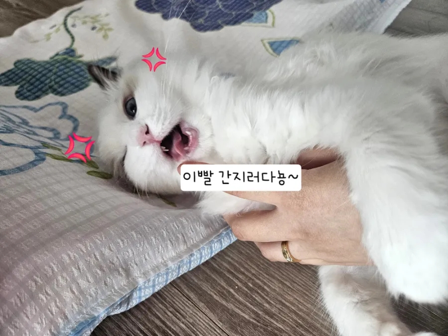 6개월 렉돌 보리 성장일기🐾 2.5kg 폭풍성장 중! 요즘 냥춘기인가요?😹