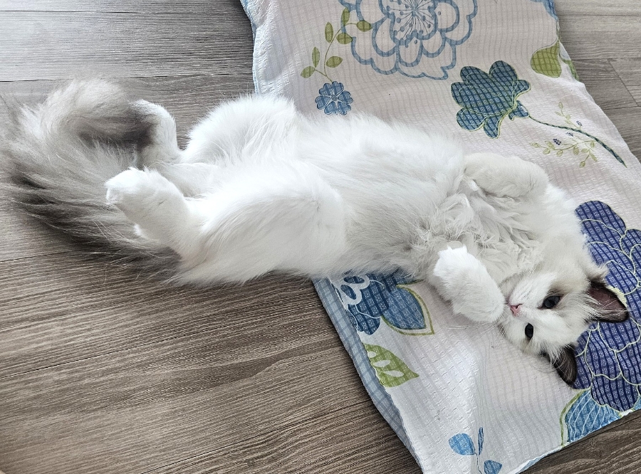 6개월 렉돌 보리 성장일기🐾 2.5kg 폭풍성장 중! 요즘 냥춘기인가요?😹