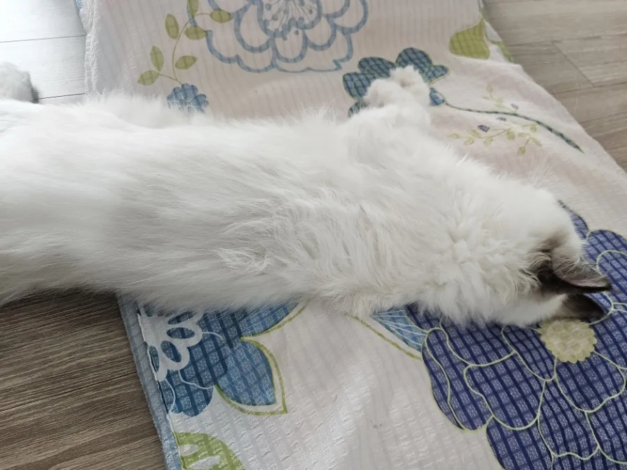 6개월 렉돌 보리 성장일기🐾 2.5kg 폭풍성장 중! 요즘 냥춘기인가요?😹